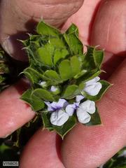 Psoralea obliqua