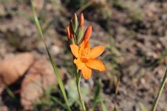 Watsonia bachmannii