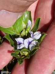 Psoralea obliqua