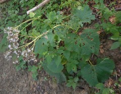 Adenostyles australis