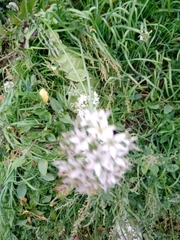 Allium ramosum