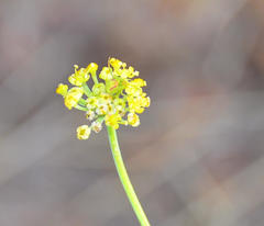 Misumenops rubrodecoratus