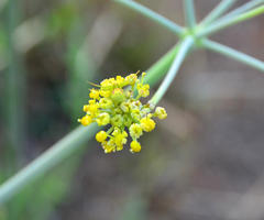 Misumenops rubrodecoratus