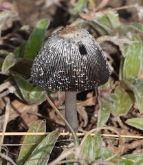 Coprinus sterquilinus