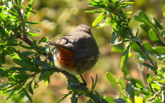 Curruca subcoerulea subcoerulea