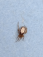 Steatoda nobilis