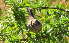 Curruca subcoerulea subcoerulea