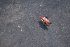 Spilostethus pandurus