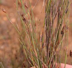 Restio laniger