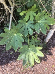 Fatsia
