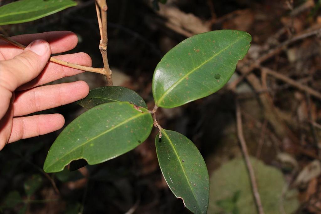 Large-Leaved Myrtleberry