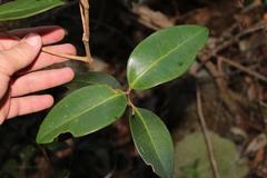 Eugenia erythrophylla