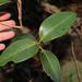 Eugenia erythrophylla - Photo (c) Brian du Preez, algunos derechos reservados (CC BY-SA), subido por Brian du Preez