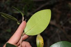 Eugenia erythrophylla