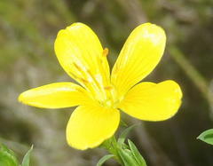 Linum gracile