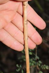 Eugenia erythrophylla