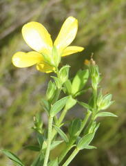 Linum gracile