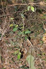 Eugenia erythrophylla