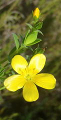 Linum gracile