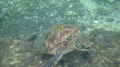 Chelonia mydas