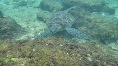 Chelonia mydas