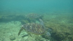 Chelonia mydas