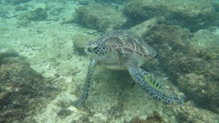 Chelonia mydas