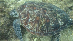 Chelonia mydas