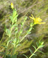 Linum gracile