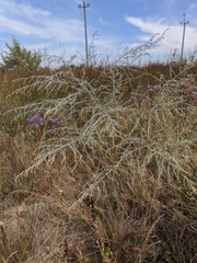Artemisia santonicum