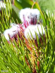 Serruria phylicoides