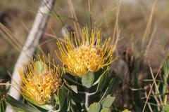 Leucospermum innovans