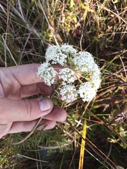 Kadenia dubia