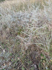 Artemisia santonicum