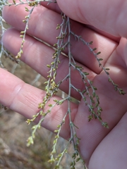 Artemisia santonicum