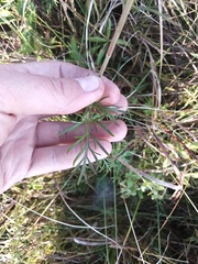 Kadenia dubia