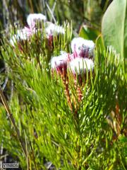 Serruria phylicoides