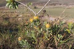 Leucospermum innovans