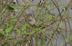 Sporophila albogularis