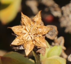 Schlechteranthus abruptus