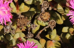 Schlechteranthus abruptus