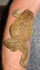 Sclerophrys gutturalis