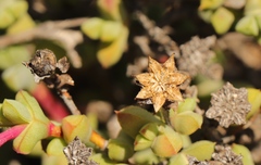 Schlechteranthus abruptus