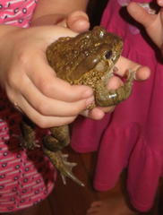 Sclerophrys gutturalis