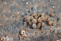 Microxeromagna lowei