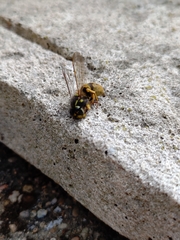 Vespula