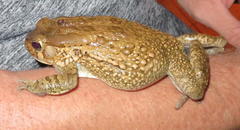 Sclerophrys gutturalis