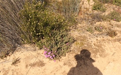 Schlechteranthus abruptus