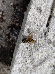 Vespula