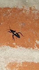 Ectomocoris